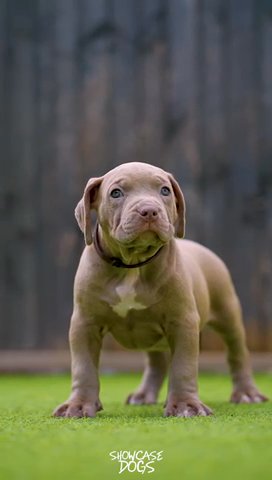 Narla X Diesel