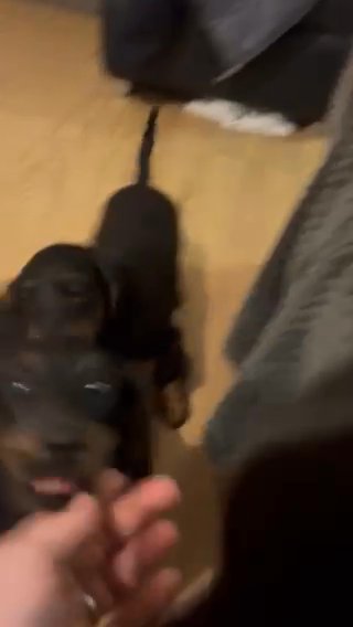 KC Beautiful Brindle Pointed Boy Mini Dach