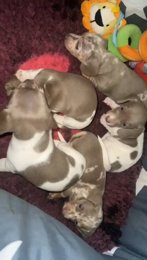 minuture Dachsund