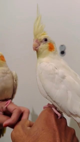 Hand Tamed Cockatiles For Sale
