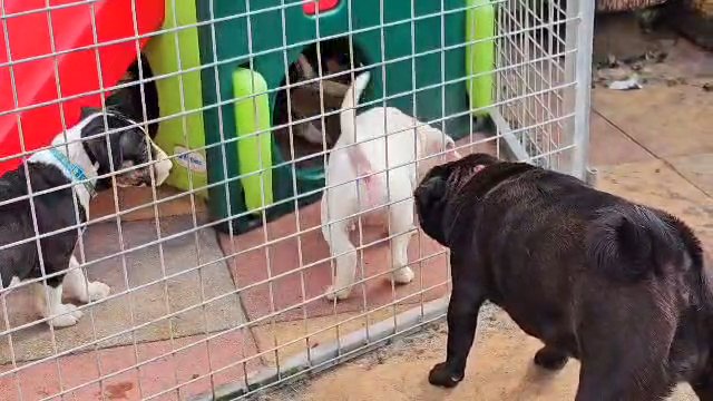 stunning English bull terrier s