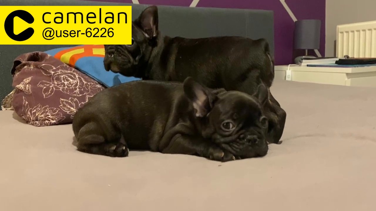 French Bulldogs, boys