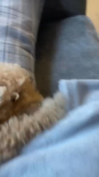 Toy Poodle Boy