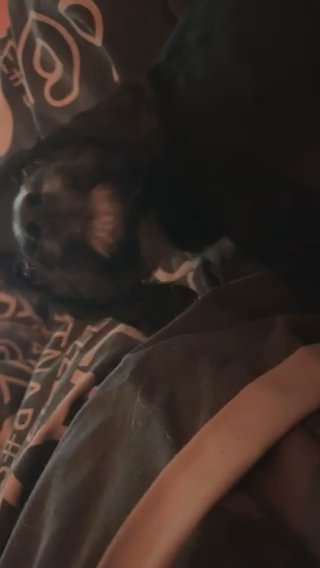 Sprocker Spaniel Puppies