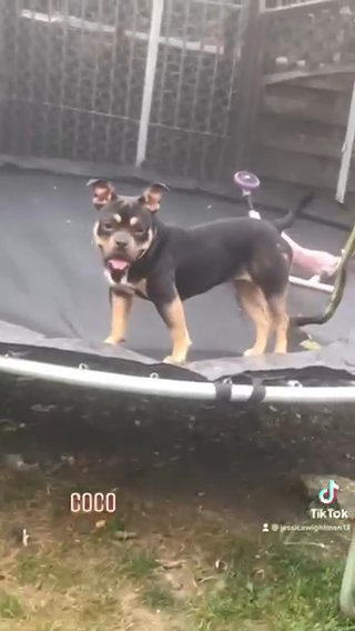 Pocket Bully Girl