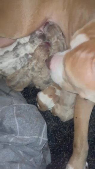 AMERICAN BULLY MALE 4 Sale Ready To Leave