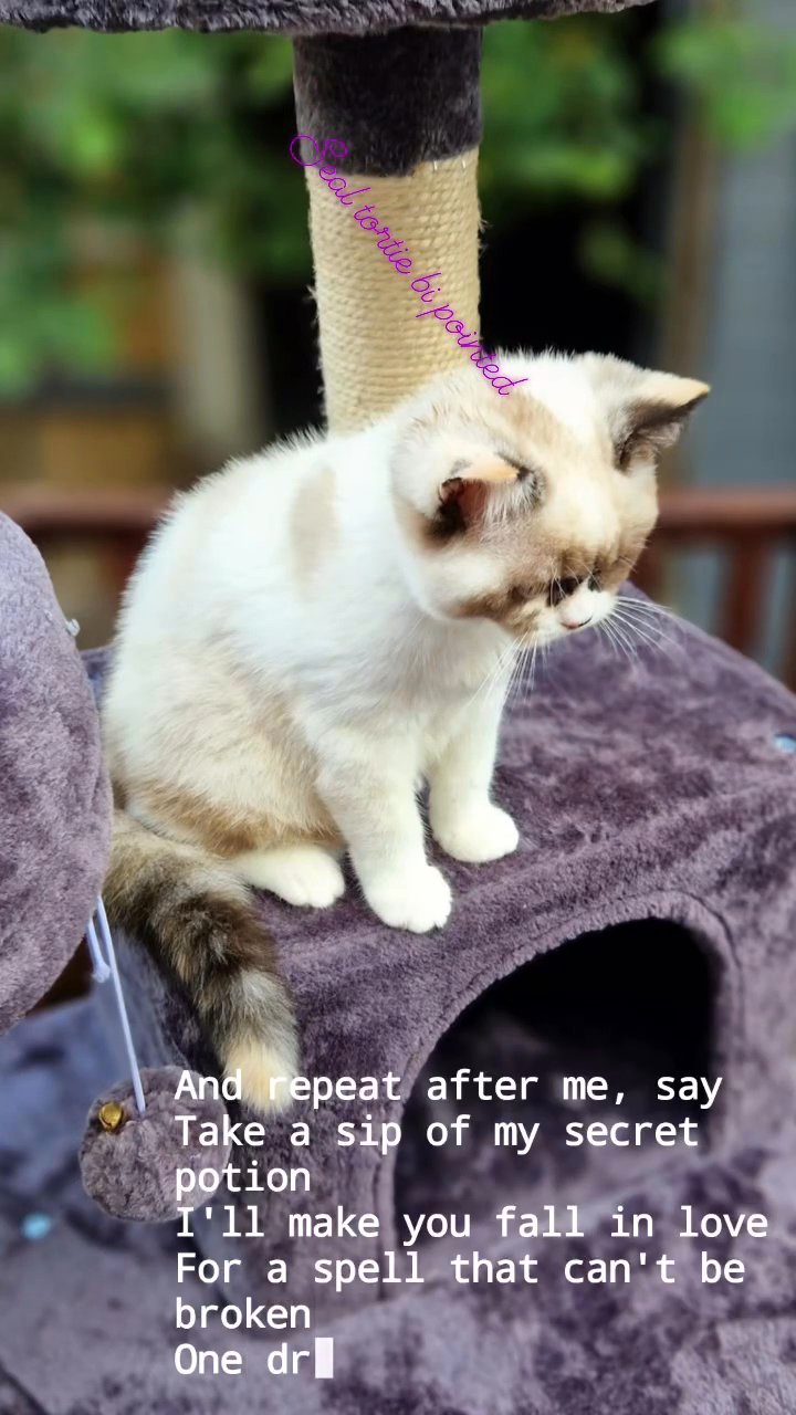 seal tortie colourpoint and white