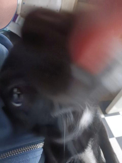 female dog