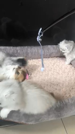 Fluffy Scottish fold kittens
