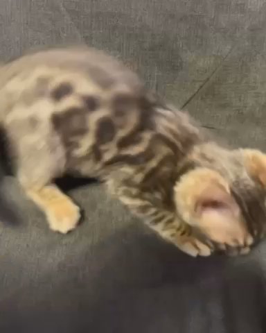 Bengal kittens TICA registered boys & girls