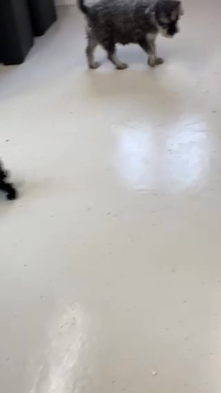 Adorable Miniature Schnauzer Puppies