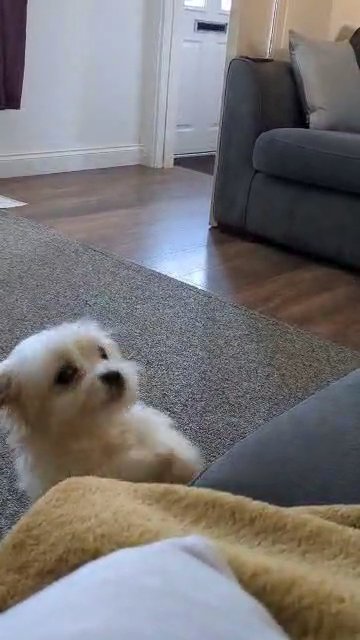 cocka X Maltese