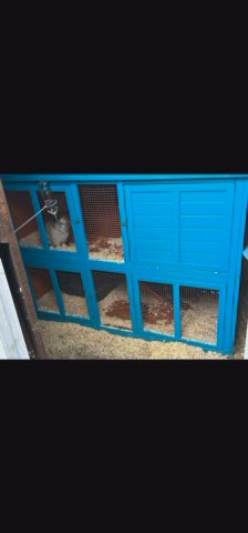 Large Rabbit Hutch