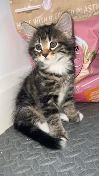 Beautiful Tabby Male Kitten ?