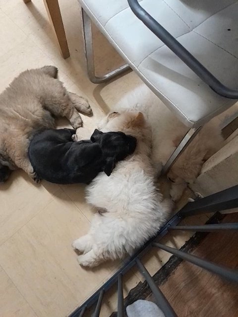 4 sleeping male chow chow puppies