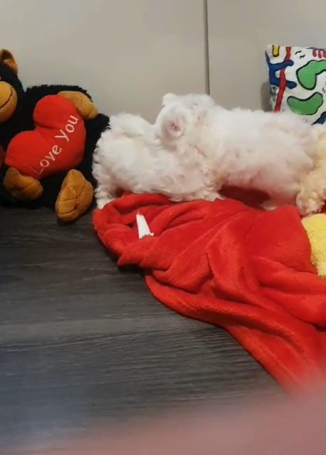 ♥️TOP QUALITY♥️ ♥️HEALTHY  GIRLS and BOY ♥️      ♥️PURE WHITE