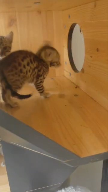 bengal very wild looking