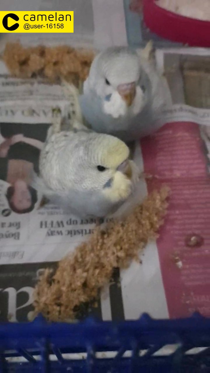 baby budgies 4 weeks old