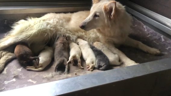 SOLD KC German Shepherd Long Coat Health Tested Parents Ready July