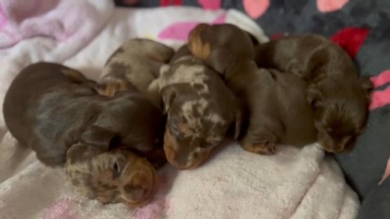 Beautiful Top Quality  Miniature Dachshund Litter