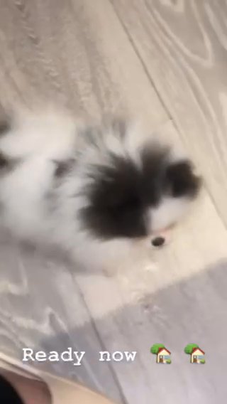 Pomeranian Puppies