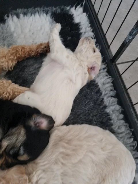 cockerpoos