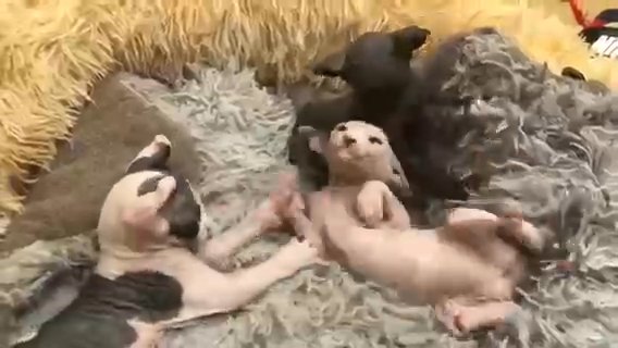 Canadian Sphynx, Elf kittens