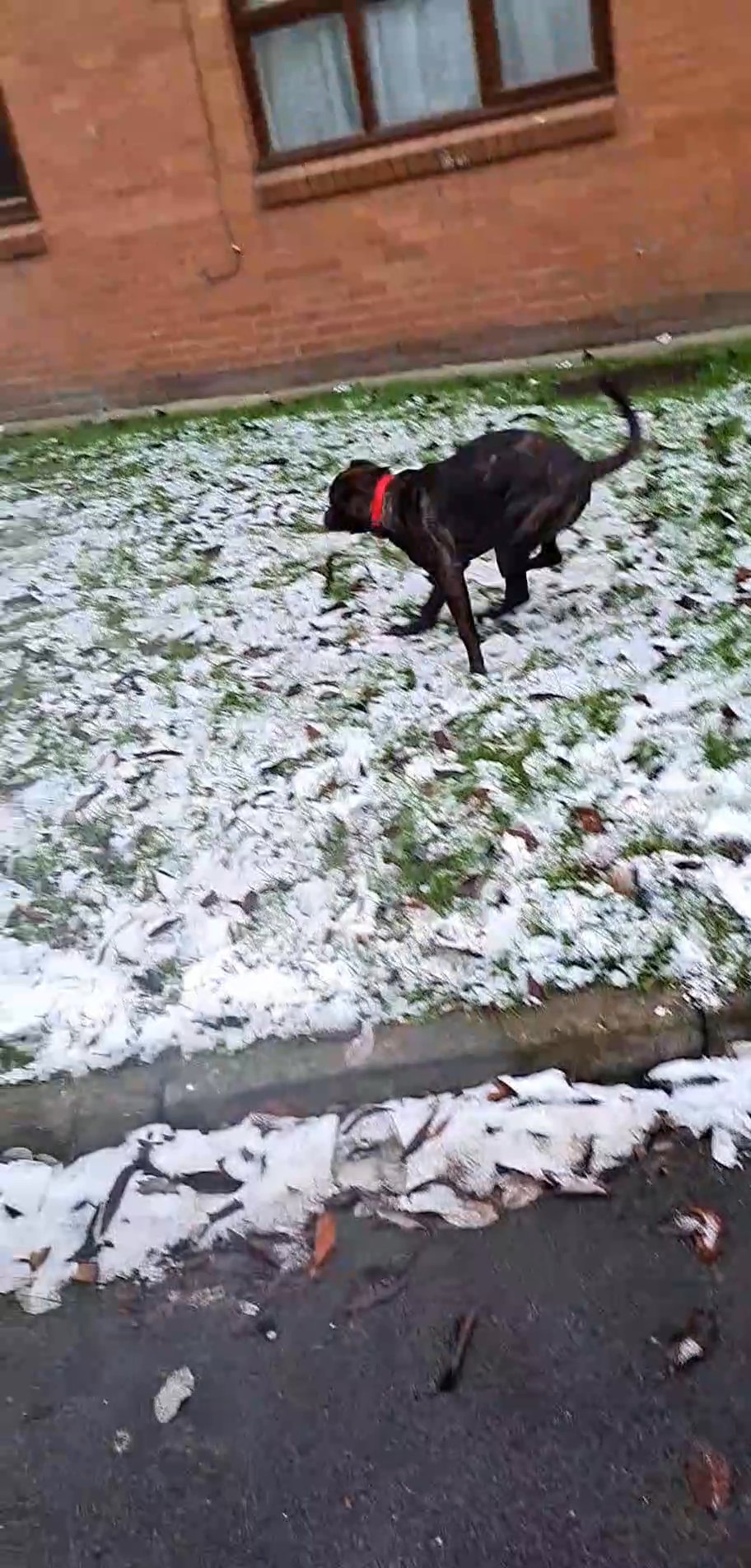 mastiff x Rottweiler