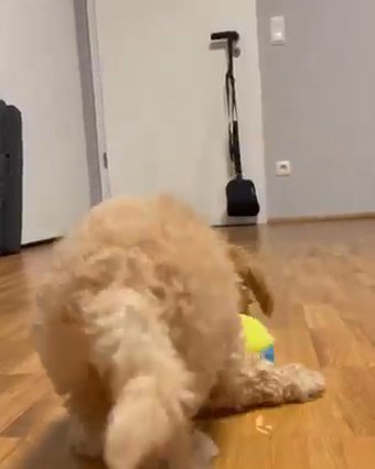 Miniature Maltipoo puppies