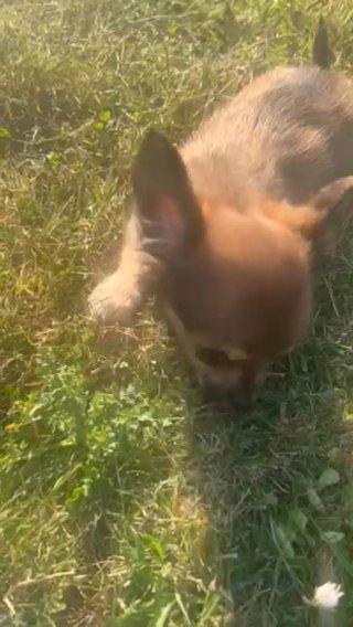 1 Long Haired Female Chihuahua