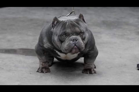 Dad to our micro bully pups