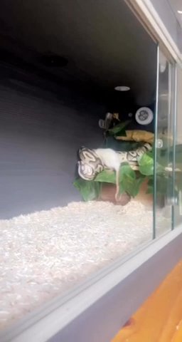 Missy The Ball Python