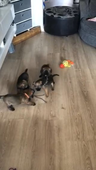 border terriers for sale