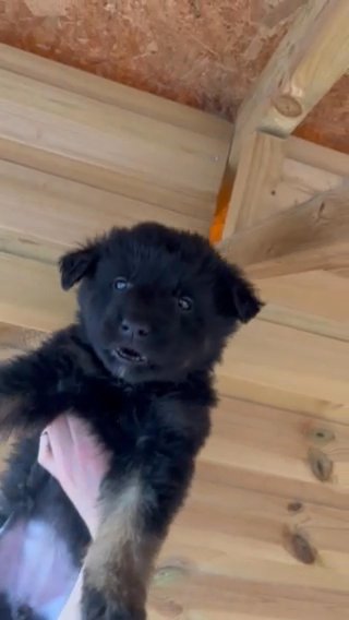 German Shepherd Puppies For Sale