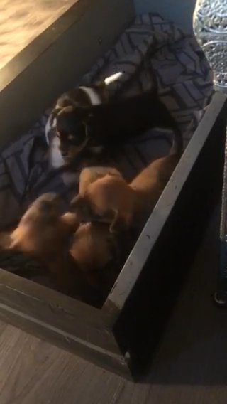 Beautiful Chorkie Puppies