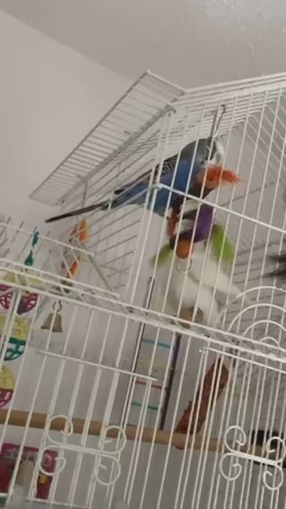 2 Budgies