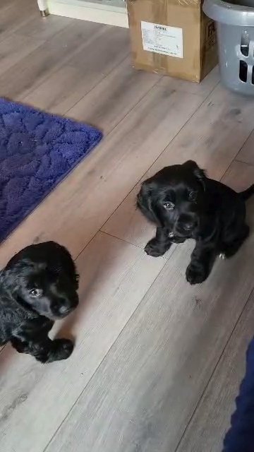 girl pup cocker spanial