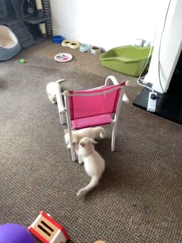 ragdoll kitten