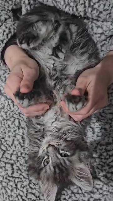 Mainecoon kitten TICA pedigree