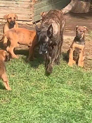 Dutch Shepherd Puppies
