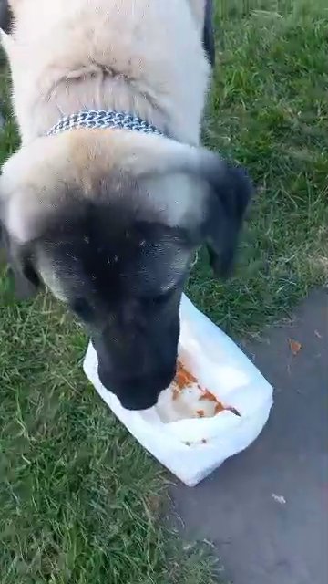 Turkish kangal
