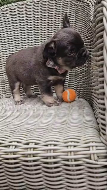 Nala the fluffy frenchie