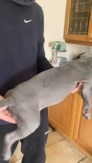 American Pocket Bully