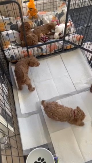 ?Stunning?Schnoodle?Pups?
