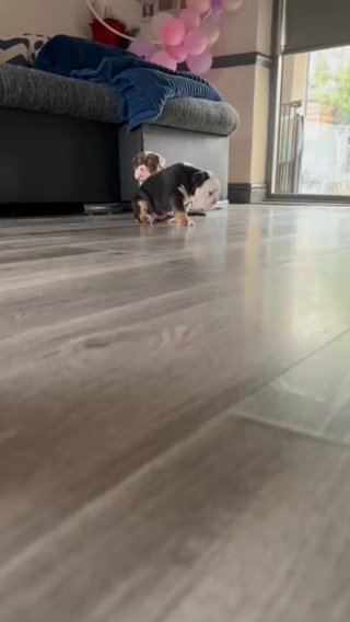 English Bulldog Pups