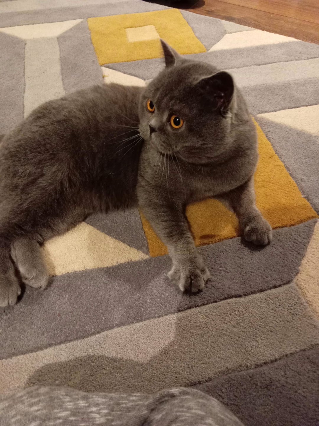 BRITISH BLUE SHORT HAIR