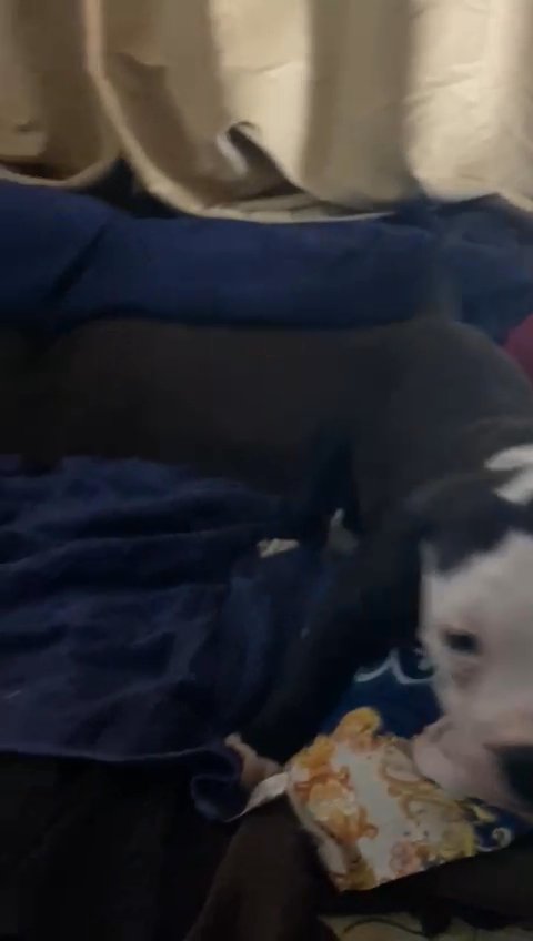 bulldog puppies