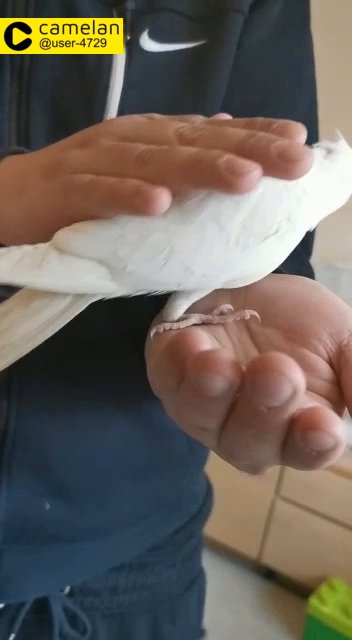 Albino hand reared tamed cockatiel
