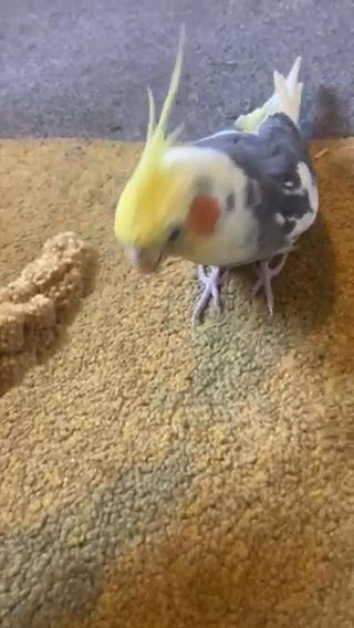 WANTED!! COCKATIEL TAME