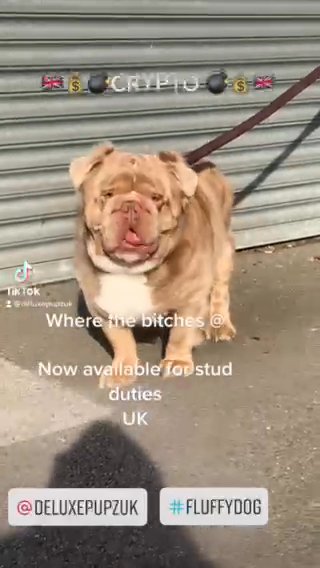 VISUAL FLUFFY lilac tri Merle